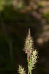 Buxbaum's sedge